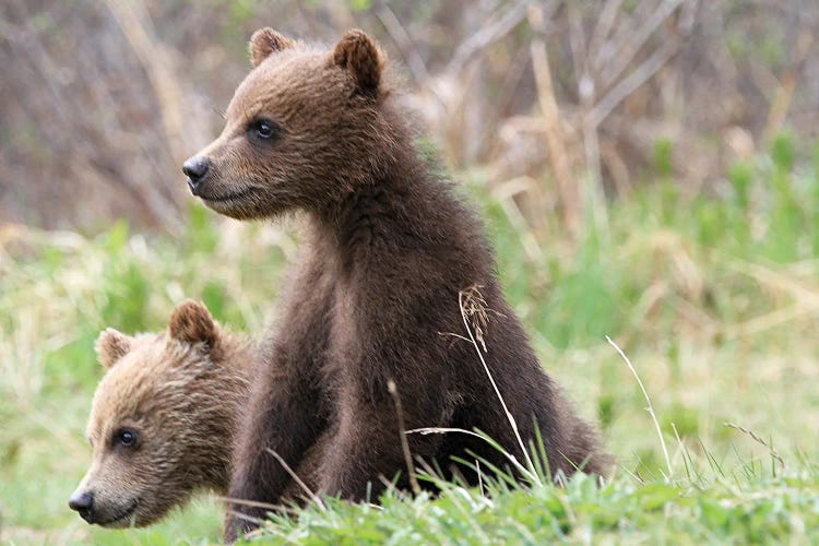 Grizzly Bear  -Cubs -Bow Lake, Banff Np, Alberta, Canada by Ramona Heiner wall art