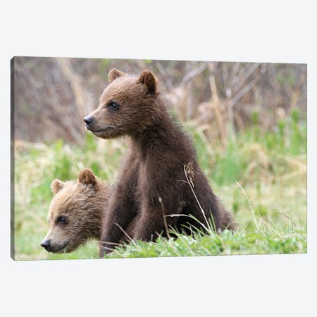 Grizzly Bear  -Cubs -Bow Lake, Banff Np, Alberta, Canada Canvas Print #RHR82} by Ramona Heiner Canvas Art