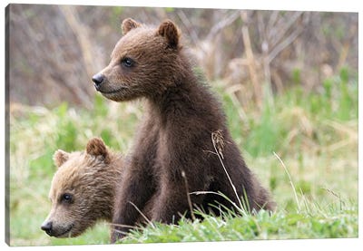 Grizzly Bear  -Cubs -Bow Lake, Banff Np, Alberta, Canada Canvas Art Print - Art by Native American & Indigenous Artists