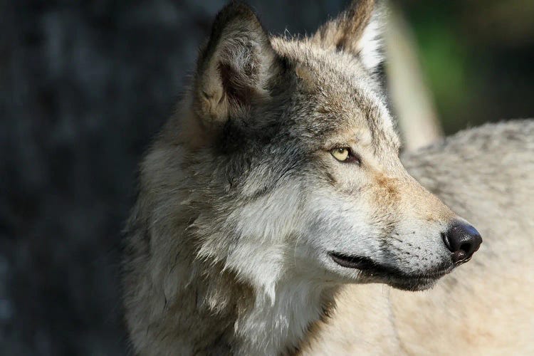 Gray Wolf  - Alberta, Canada