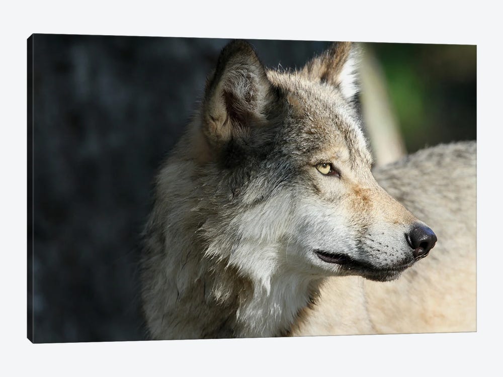 Gray Wolf  - Alberta, Canada by Ramona Heiner 1-piece Canvas Art Print
