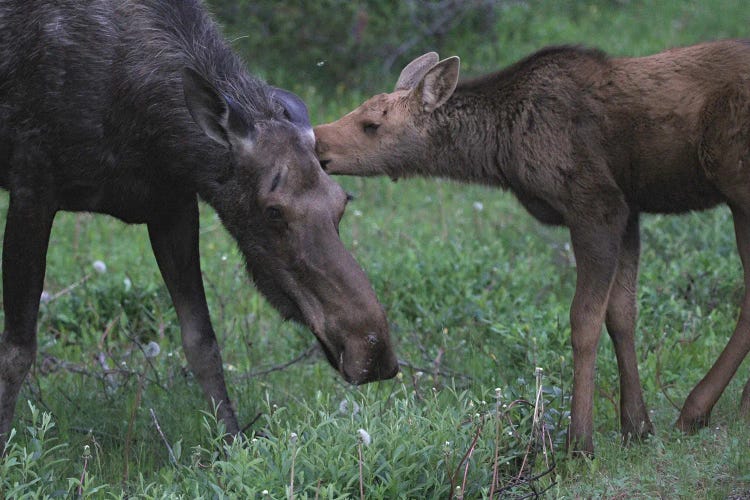 Moose  - Mother With Calf- Jasper National Park, Alberta, Canada