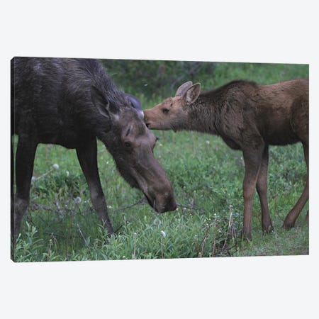 Moose  - Mother With Calf- Jasper National Park, Alberta, Canada Canvas Print #RHR84} by Ramona Heiner Art Print