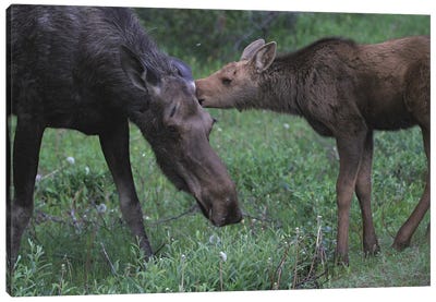 Moose  - Mother With Calf- Jasper National Park, Alberta, Canada Canvas Art Print - Art by Native American & Indigenous Artists