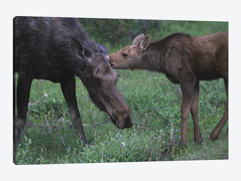 Moose  - Mother With Calf- Jasper National Park, Alberta, Canada by Ramona Heiner 1-piece Canvas Artwork