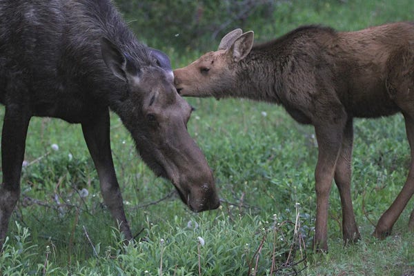 Jasper National Park: Moose  - Mother With Calf- Jasper National Park, Alberta, Canada by Ramona Heiner