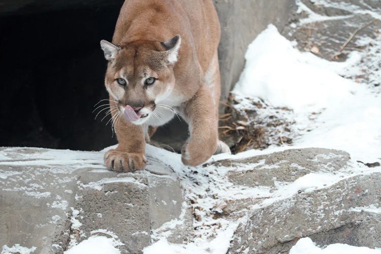 "I Am Hungry" - Cougar  - Alberta, Canada