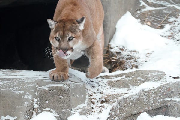 Cougars: "I Am Hungry" - Cougar  - Alberta, Canada by Ramona Heiner