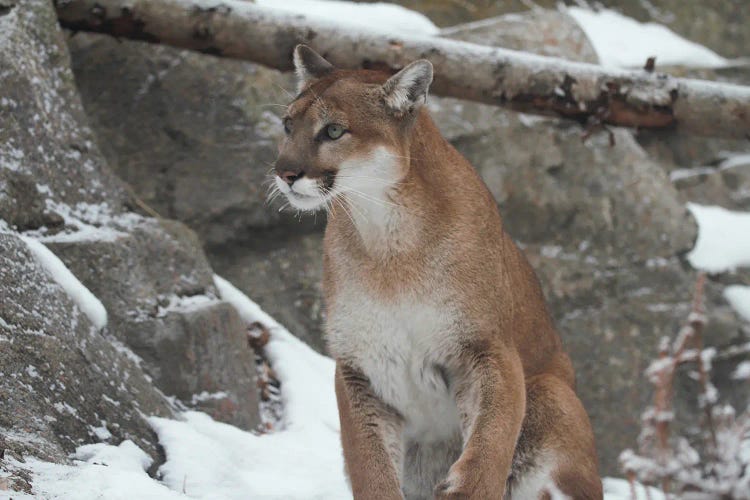 Cougar  - Alberta, Canada by Ramona Heiner wall art
