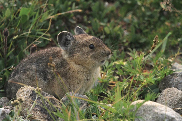 American Pika  In The Canadian Rocky Mountains - Jasper, Jasper National Park, Alberta, Canada