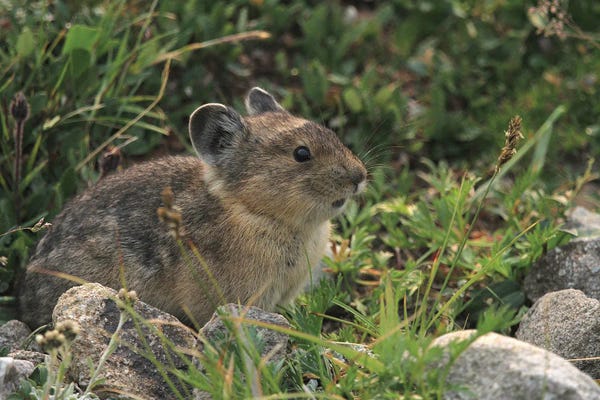 Ramona Heiner: American Pika  In The Canadian Rocky Mountains - Jasper, Jasper National Park, Alberta, Canada by Ramona Heiner