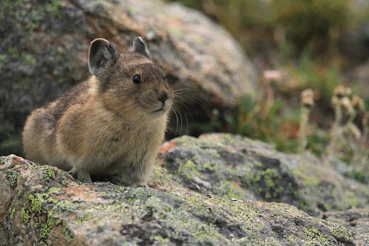 American Pika  On A Rock - Jasper, Jasper National Park, Alberta,