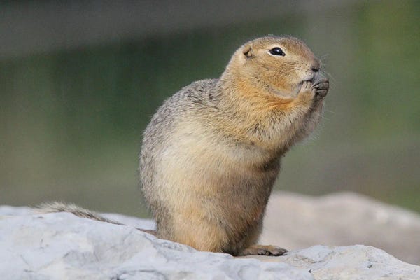 Ramona Heiner: Black-Tailed Prairie Dog  - Calgary, Alberta, Canada by Ramona Heiner