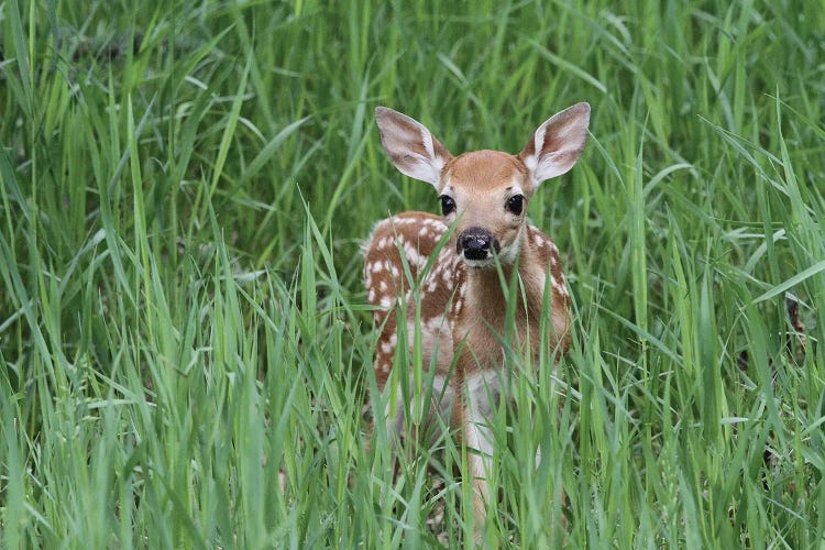 "Bambi" - Fawn - White-Tailed Deer  - Calgary, Alberta, Canada