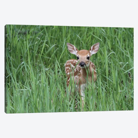 "Bambi" - Fawn - White-Tailed Deer  - Calgary, Alberta, Canada Canvas Print #RHR90} by Ramona Heiner Canvas Art Print