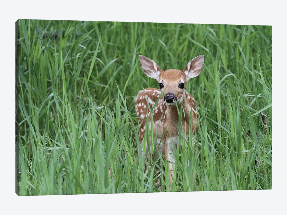 "Bambi" - Fawn - White-Tailed Deer  - Calgary, Alberta, Canada by Ramona Heiner 1-piece Art Print