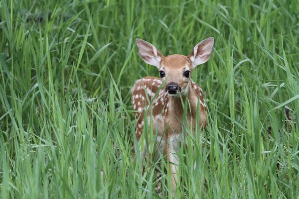 Ramona Heiner: "Bambi" - Fawn - White-Tailed Deer  - Calgary, Alberta, Canada by Ramona Heiner