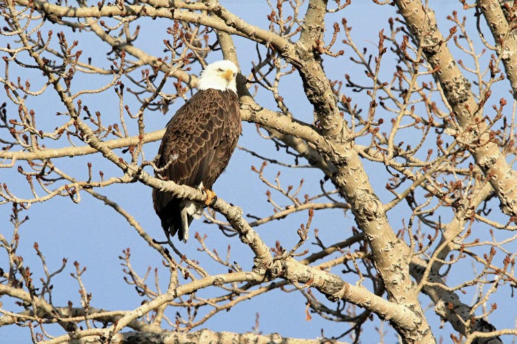 Bald Eagle  - Calgary, Alberta, Canada