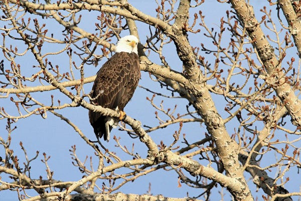 Ramona Heiner: Bald Eagle  - Calgary, Alberta, Canada by Ramona Heiner