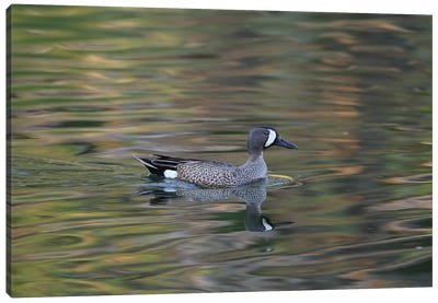 Blue-Winged Teal  - Calgary, Alberta, Canada Canvas Art Print - Art by Native American & Indigenous Artists