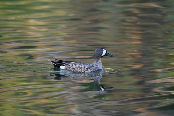 Ramona Heiner: Blue-Winged Teal  - Calgary, Alberta, Canada by Ramona Heiner