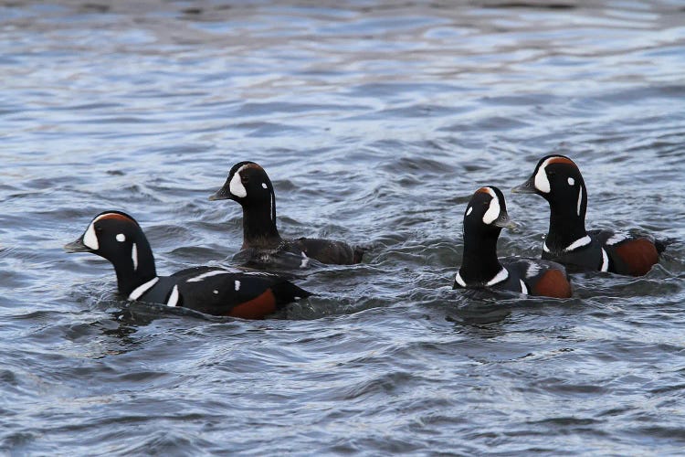 "Lords And Ladies"-Harlequin Duck  - Carburn Park, Calgary, Alberta, Canada