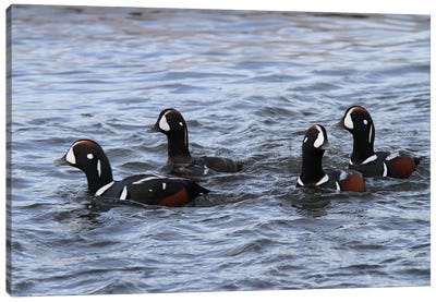 "Lords And Ladies"-Harlequin Duck  - Carburn Park, Calgary, Alberta, Canada Canvas Art Print - Art by Native American & Indigenous Artists