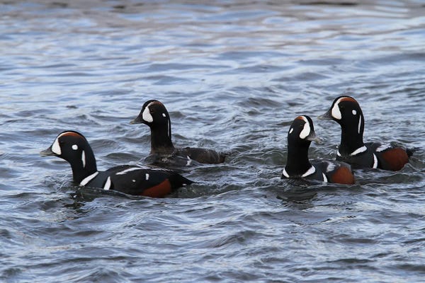 Alberta: "Lords And Ladies"-Harlequin Duck  - Carburn Park, Calgary, Alberta, Canada by Ramona Heiner