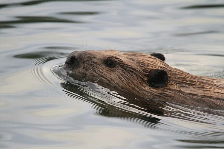 North American Beaver  - Carburn Park, Calgary, Alberta, Canada