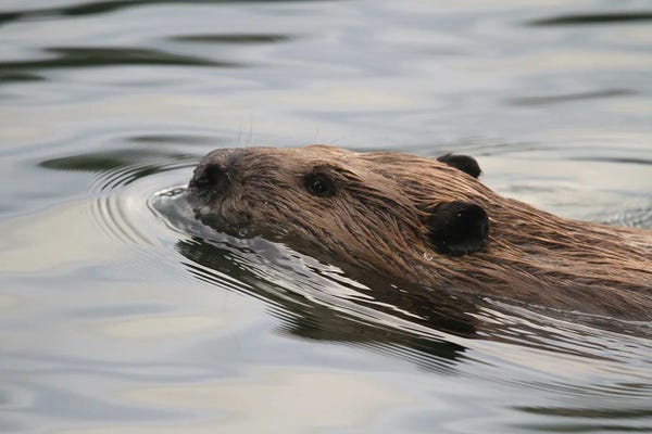 Alberta: North American Beaver  - Carburn Park, Calgary, Alberta, Canada by Ramona Heiner