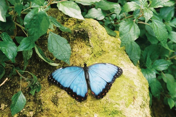 Ramona Heiner: Peleides Blue Morpho  - Stratford-Upon-Avon, Warwickshire, United Kingdom by Ramona Heiner