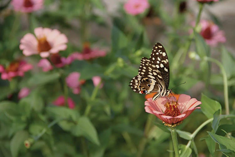 Citrus Swallowtail Or Christmas Butterfly  - Murchison Falls National Park, Uganda, East Africa