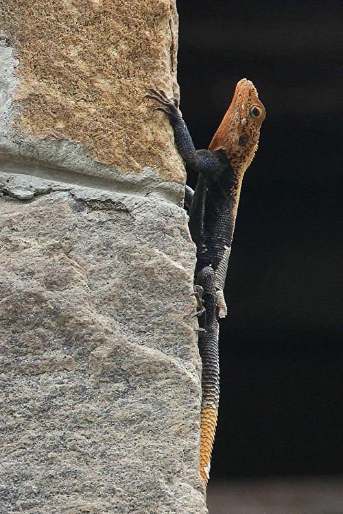 Finch's Agama  - Murchison Falls National Park, Uganda, East Africa