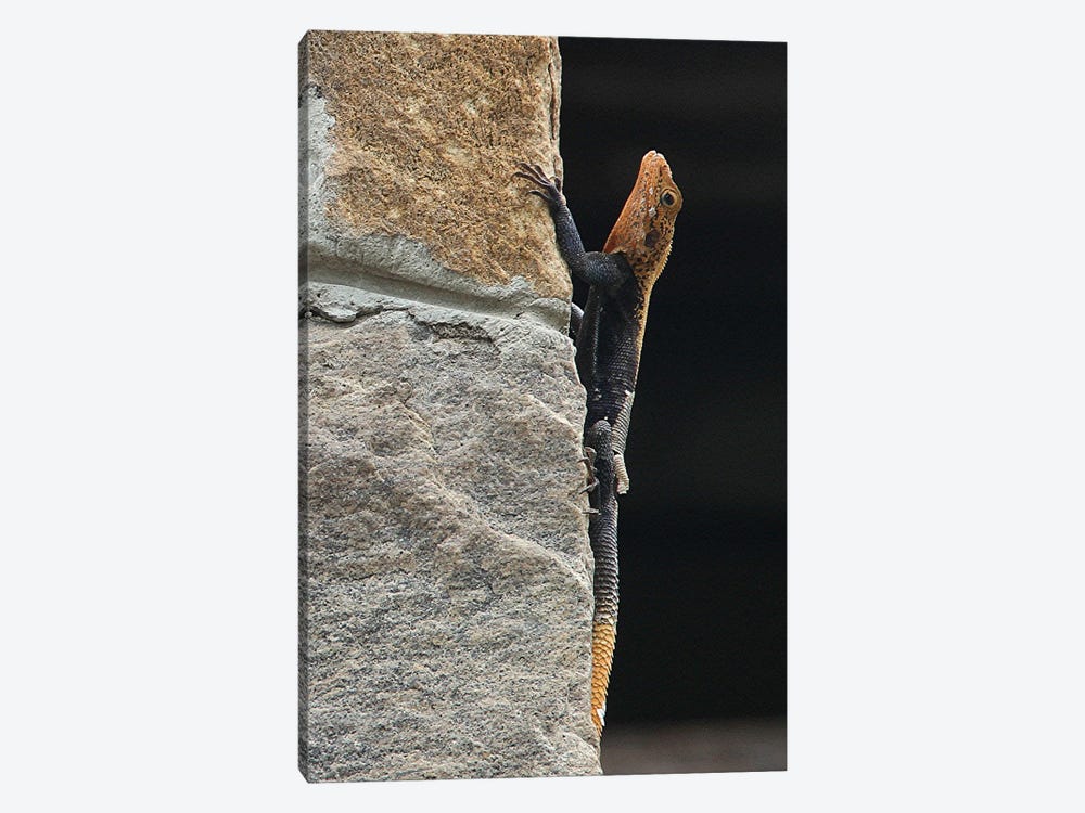 Finch's Agama  - Murchison Falls National Park, Uganda, East Africa by Ramona Heiner 1-piece Canvas Wall Art