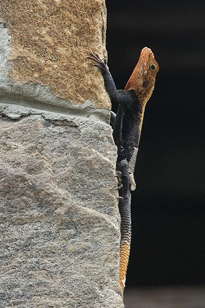 Ramona Heiner: Finch's Agama  - Murchison Falls National Park, Uganda, East Africa by Ramona Heiner