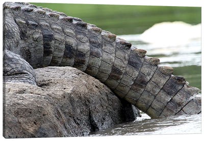 "Rough And Powerful"- Nile Crocodile  - Crocodile Tail - Murchison Falls, Mf National Park, Uganda, Africa Canvas Art Print - Ramona Heiner