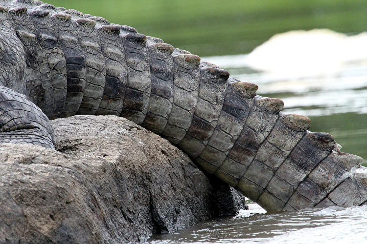 "Rough And Powerful"- Nile Crocodile  - Crocodile Tail - Murchison Falls, Mf National Park, Uganda, Africa