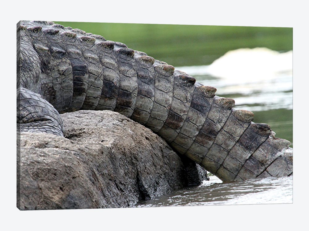 "Rough And Powerful"- Nile Crocodile  - Crocodile Tail - Murchison Falls, Mf National Park, Uganda, Africa by Ramona Heiner 1-piece Canvas Print