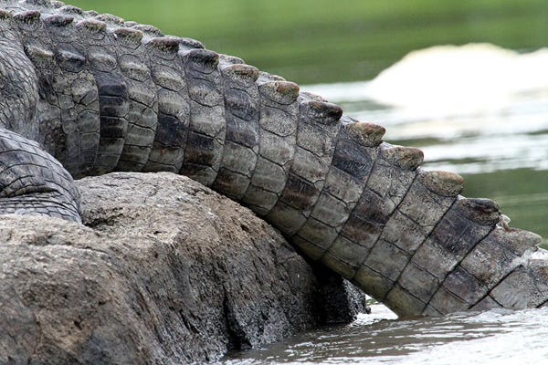 Alligators & Crocodiles: "Rough And Powerful"- Nile Crocodile  - Crocodile Tail - Murchison Falls, Mf National Park, Uganda, Africa by Ramona Heiner