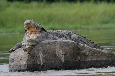Nile Crocodile  - Murchison Falls, Murchison Falls National Park, Uganda, East Africa by Ramona Heiner metal wall art