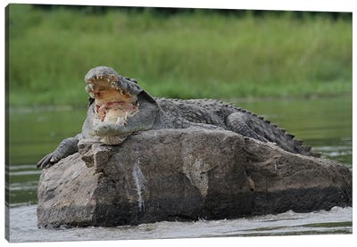 Nile Crocodile  - Murchison Falls, Murchison Falls National Park, Uganda, East Africa Canvas Art Print - Crocodile & Alligator Art