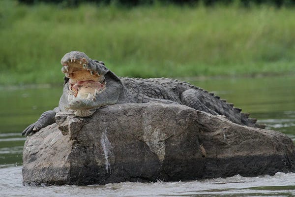 Alligators & Crocodiles: Nile Crocodile  - Murchison Falls, Murchison Falls National Park, Uganda, East Africa by Ramona Heiner