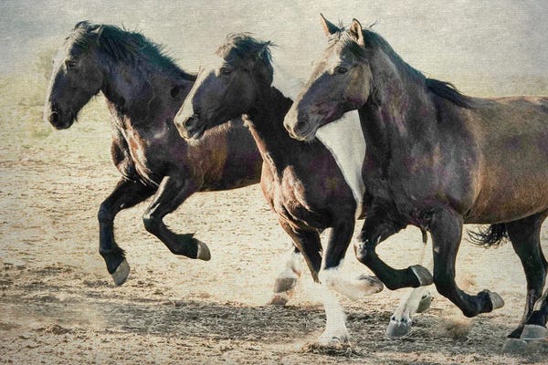 Rhonda Thompson: Three Amigos by Rhonda Thompson