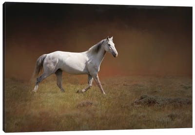 White Horse Running Canvas Art Print - Rhonda Thompson