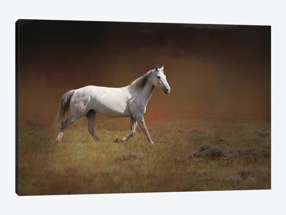 White Horse Running by Rhonda Thompson 1-piece Canvas Art Print