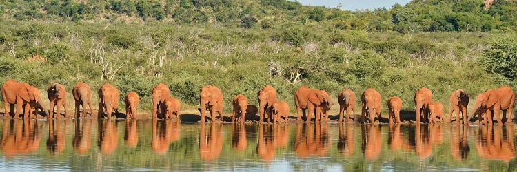 Africa Elephant Large Family