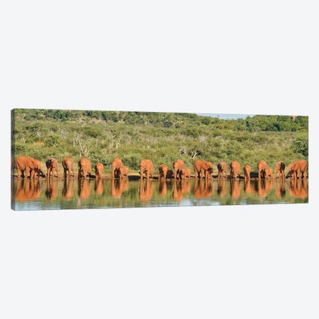 Africa Elephant Large Family Canvas Print #RHT106} by Rhonda Thompson Canvas Wall Art
