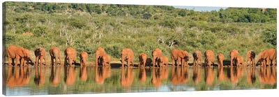 Africa Elephant Large Family Canvas Art Print - Rhonda Thompson