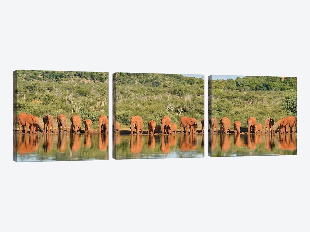 Africa Elephant Large Family by Rhonda Thompson 3-piece Canvas Artwork