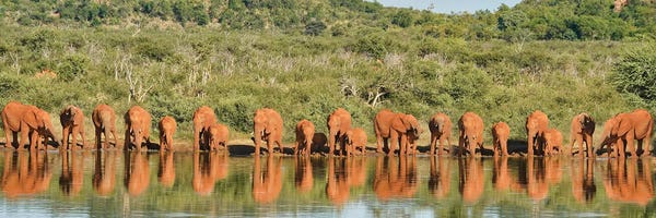 Africa Elephant Large Family